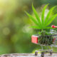 Maryjays DC Weed Dispensary Juice Bar Washington Reviews: Honest Insights from Real Customers